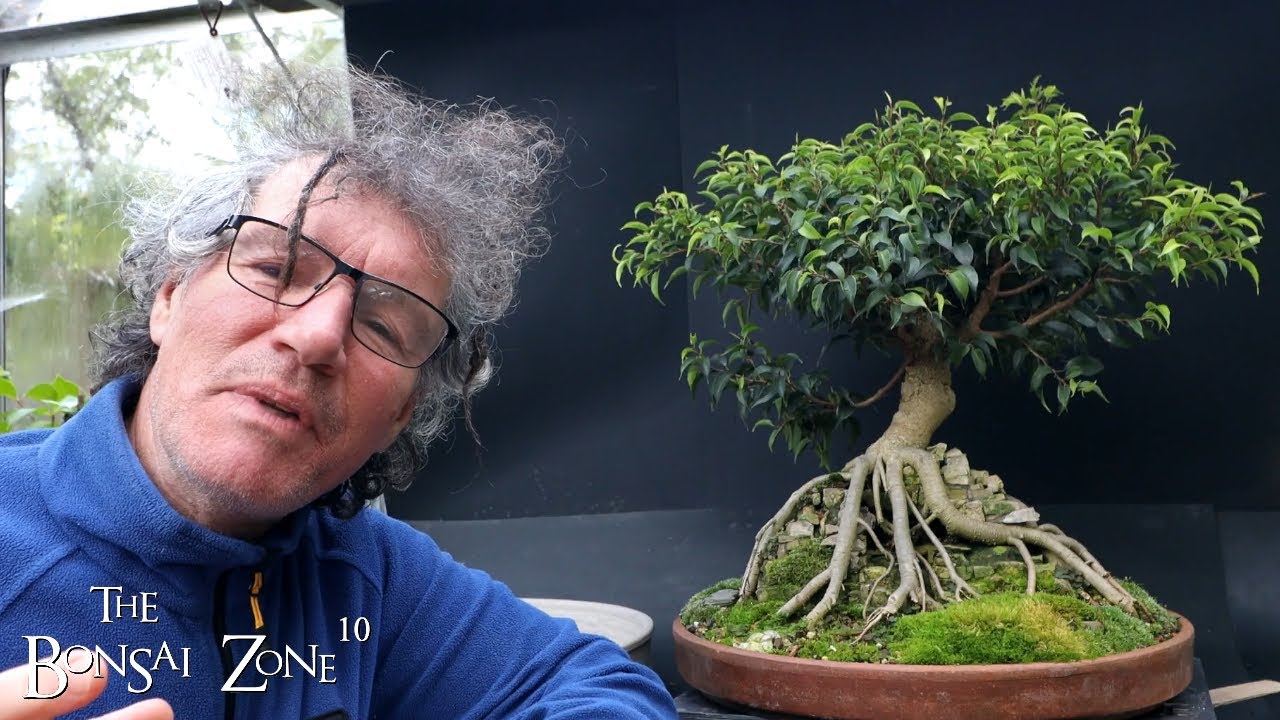 My Root Over Temple Ficus benjamina, Part 1, The Bonsai Zone, Oct 2023