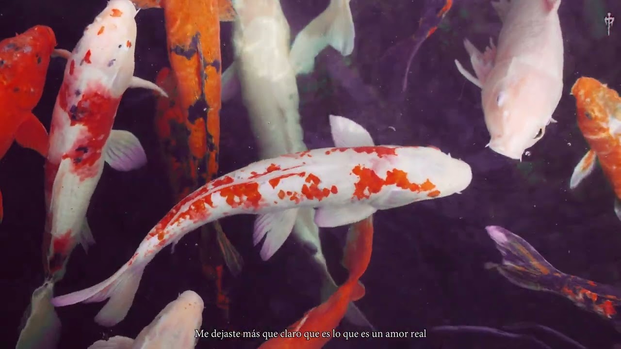 11. Lui5 - &iquest;QUE M&Aacute;S PEDIR? | G E O R G I A