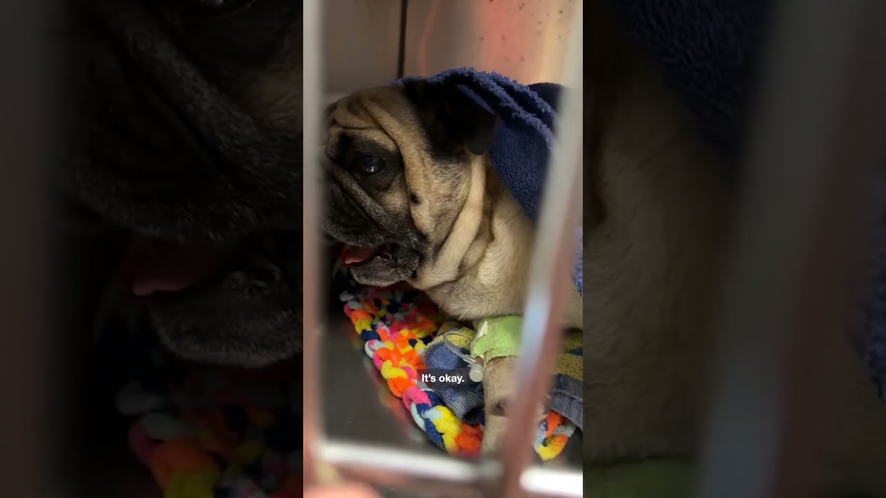 The most dramatic dog ever 
