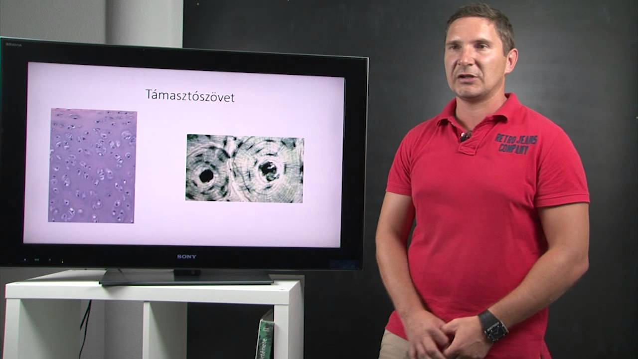 Állati és növényi szövetek