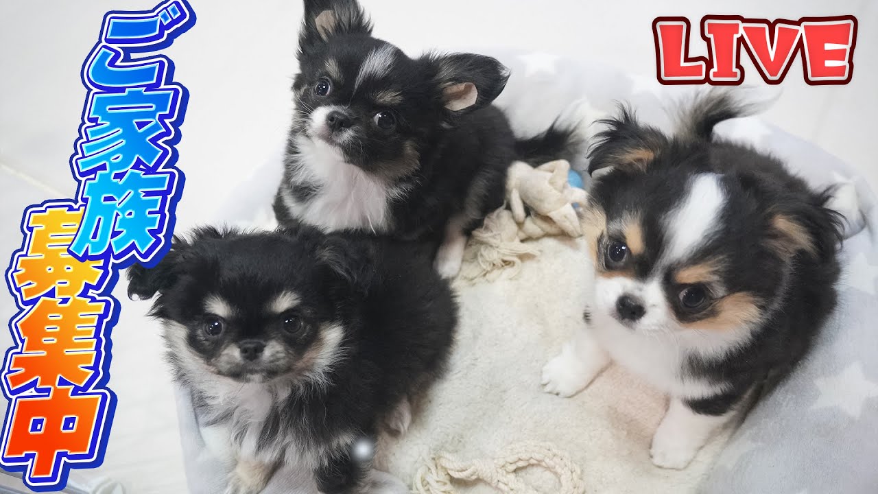 【Live】ご家族募集中のチワワの仔犬と遊びながら雑談する週末夜配信【ブリーダー】