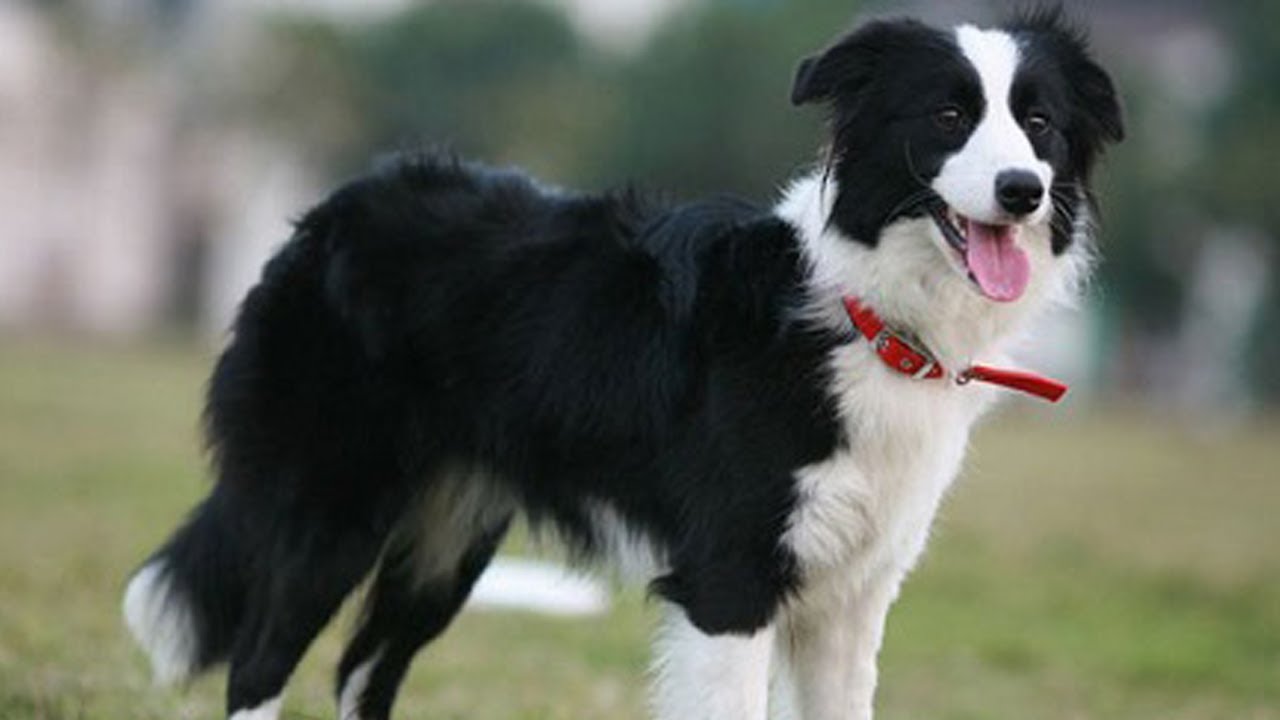 Ch&oacute; Border Collie - Giống ch&oacute; sở hữu chỉ số th&ocirc;ng minh cao nhất thế giới