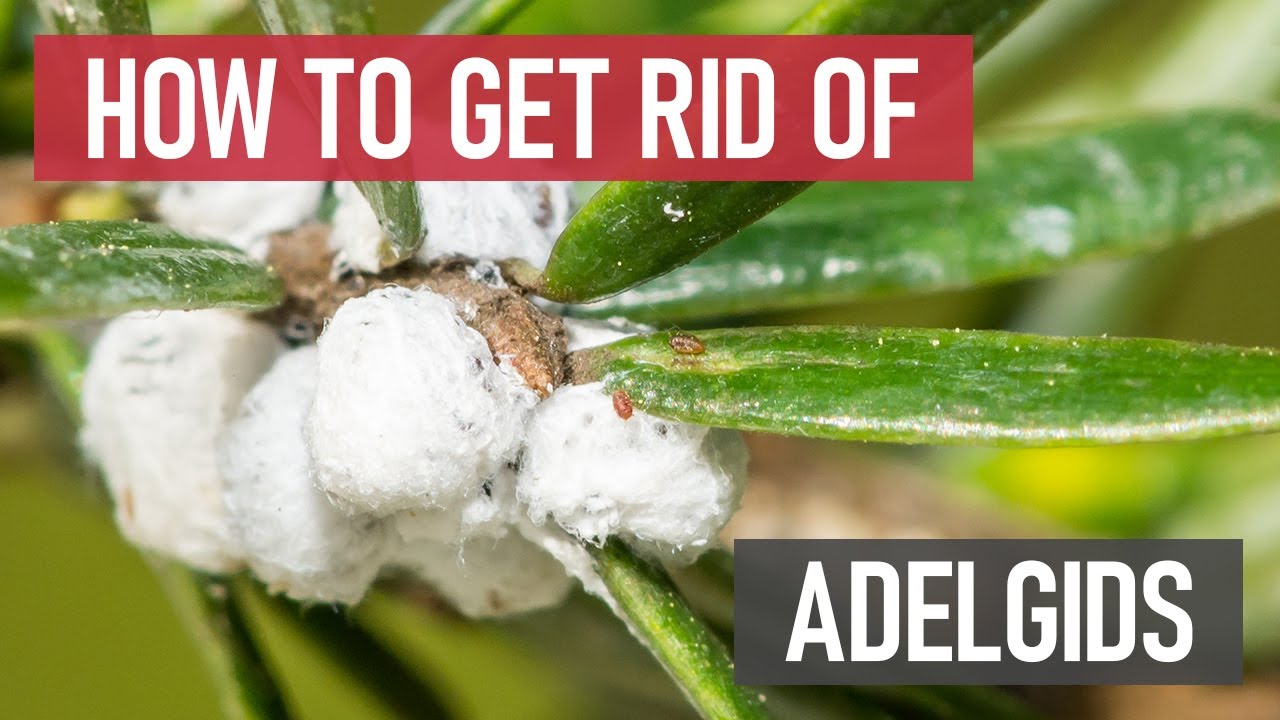 How to Get Rid of Adelgids (inc. Hemlock Woolly Adelgids) | [DIY Pest Control]