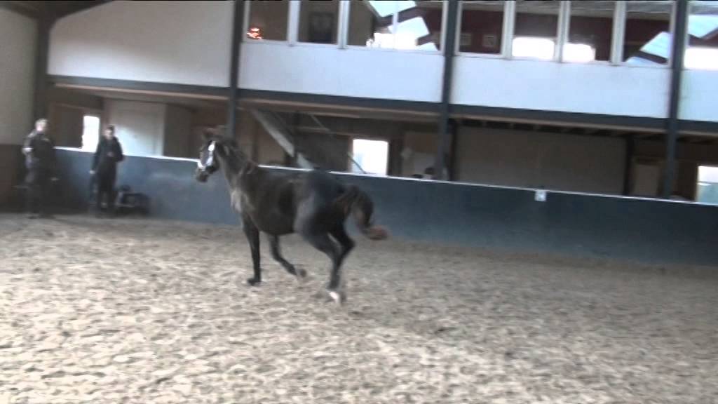 Te koop 2,5 oude ruin Hennessy (v. Voice)