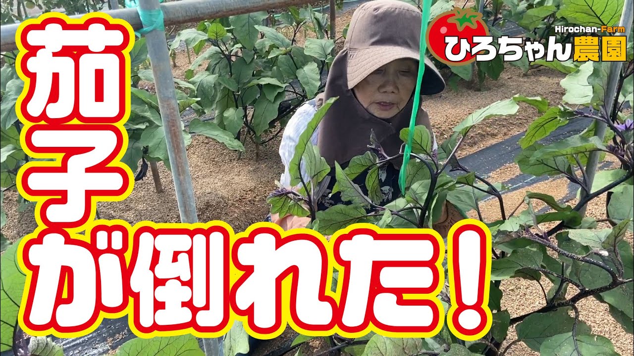 【茄子誘引方法】倒れた茄子の起こし方【高知】