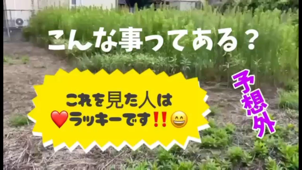 メルカリだけで販売中、良く切れる草刈り刃、背が高くて固いセイタカアワダチソウ。逆刃で切れる最強草刈り刃。アラ・キッチーのキッチカッターはチップソー。他の刃が使えないくらいの最強草刈刃。
