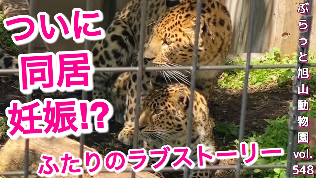 《旭山動物園アムールヒョウ》同居、ラブラブ、そして妊娠？別居！年下デンと姉御みらいのラブストーリ。後編vol548/Amur leopards living together ＆ pregnant?