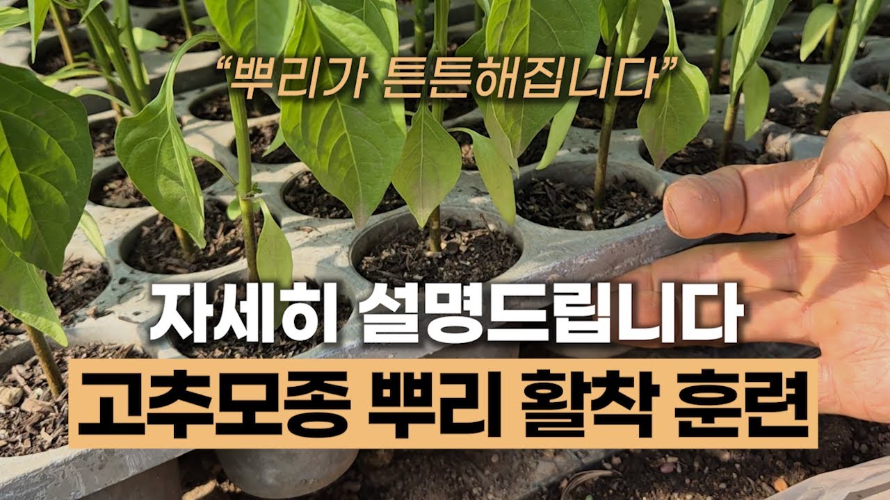 (509).고추 모종 뿌리 활착 훈련 자세히 설명드립니다 #에너지농법 #뿌리발근제 #고추모종심기 #주말농장 #텃밭고추재배 #환경농업 #탄소농업 #유기농업 #자연농업 #고추이야기
