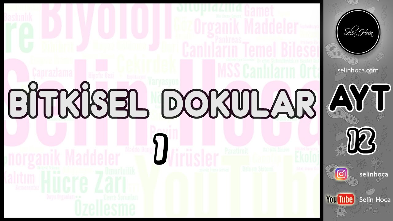 15) Bitkisel Dokular 1