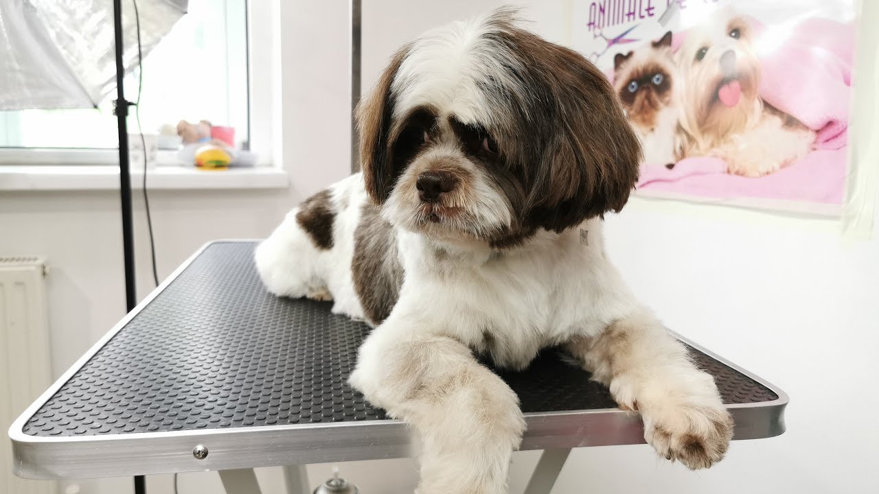 Toaleta completa Bichon & Shitzu (Grooming)