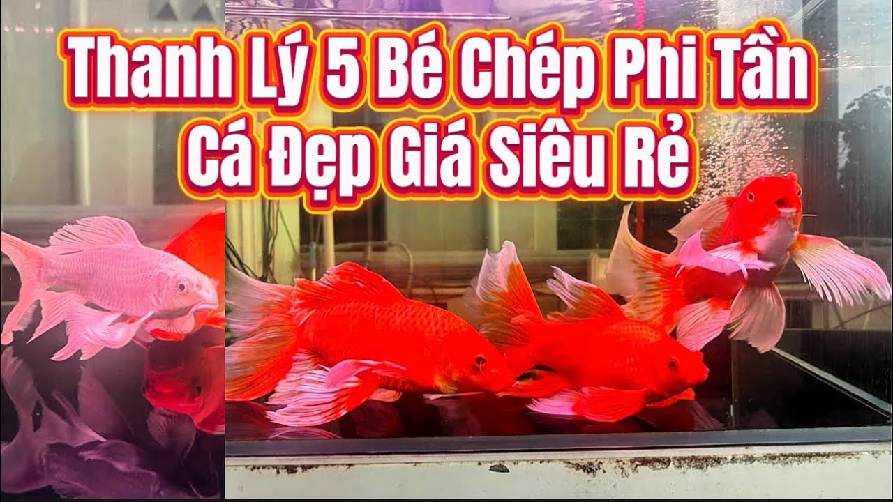 Anh Trai Thanh Lý 5 Bé Cá Chép Phi Tần Đẹp - Giá Rẻ Hết Hồn - Uy Tín Chất Lượng Không Đào Lửa.