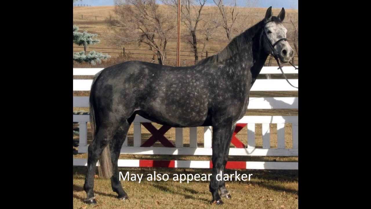 A Guide to Horse Colors