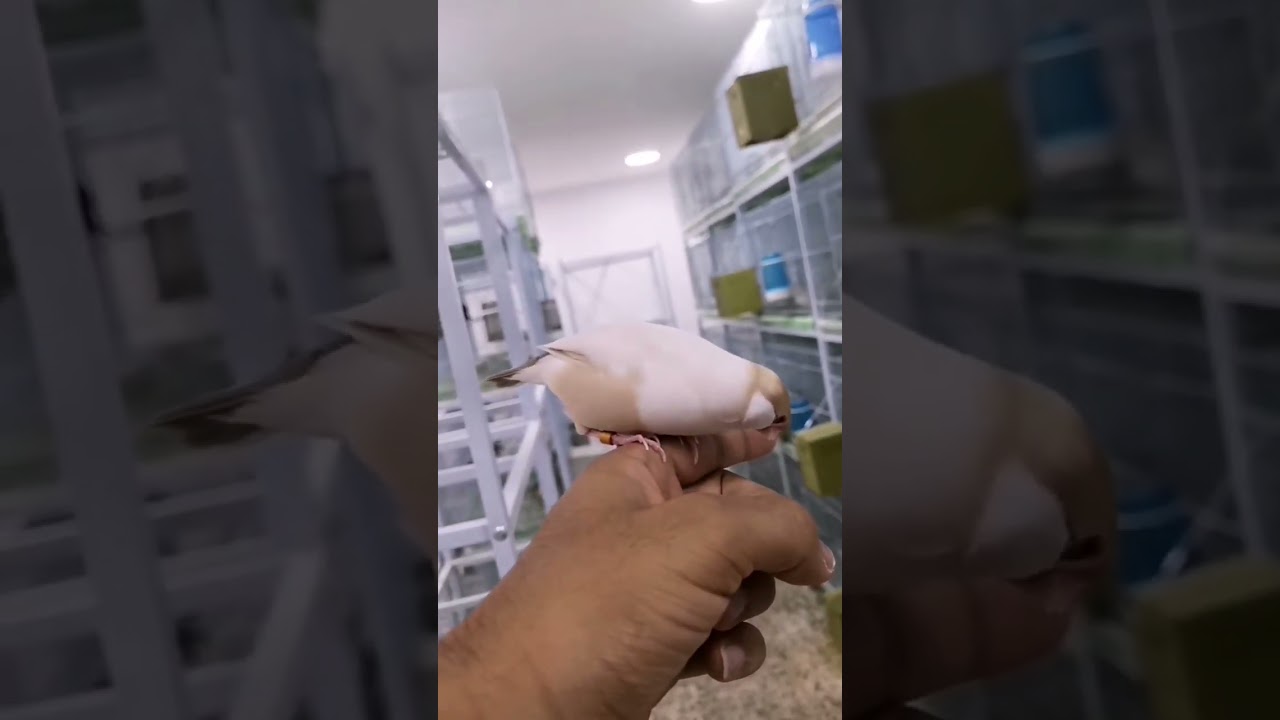 Java Male Singing |Fawn Pastel Java #javasparrow #finches #sparrow #shorts #birdvideos