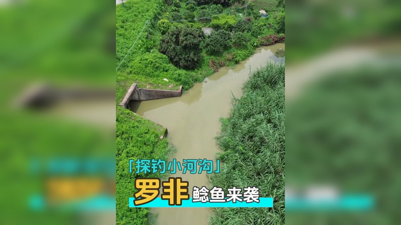 一个不起眼的小河沟，居然还有这么多鱼
