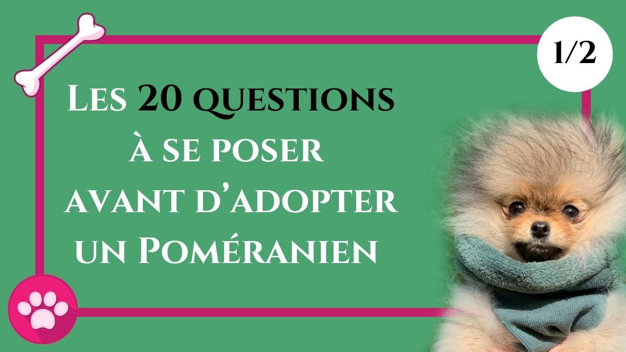 🐶 20 QUESTIONS à se poser avant d'adopter un Poméranien 🐾 : ✦ 100% #POMERANIAN 1/2