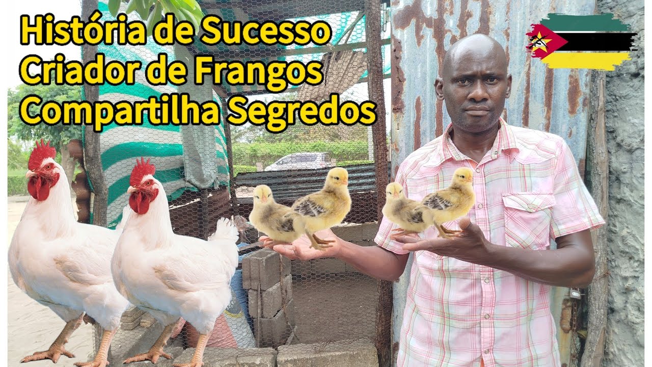 História de Sucesso: Criador de Frangos Compartilha Segredos do Negócio