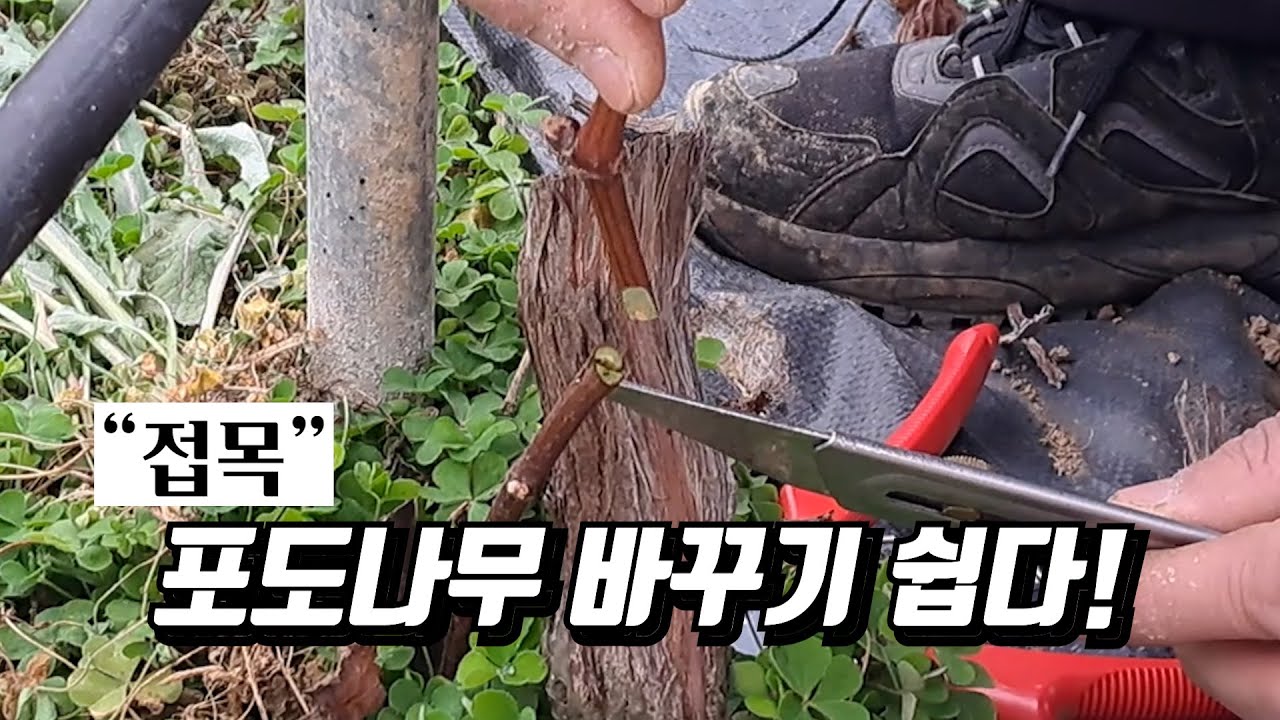 포도나무 바꾸기 쉽다!(접목) [기분좋은농부TV/오로라블랙]