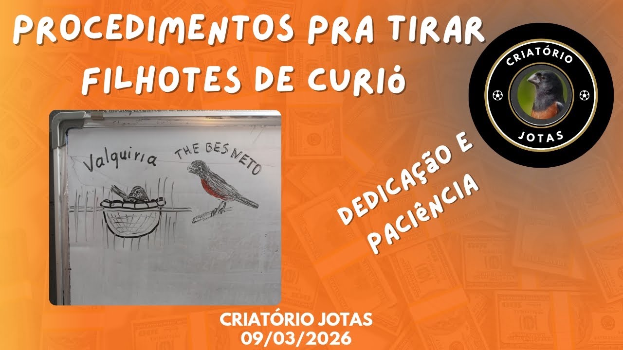 Tudo que você precisa saber pra Formar um curió Galador e uma fêmea Criadeira!