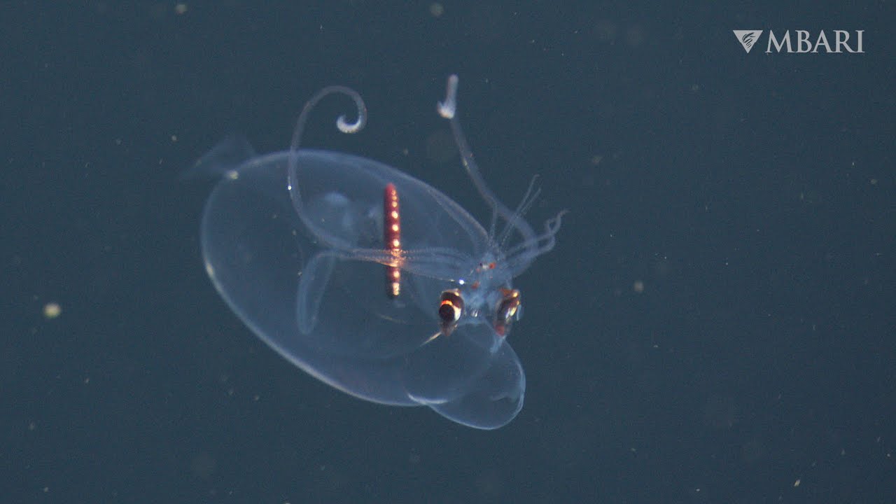 MBARI's spectacular deep-sea sightings from 2025&mdash;in stunning 4K