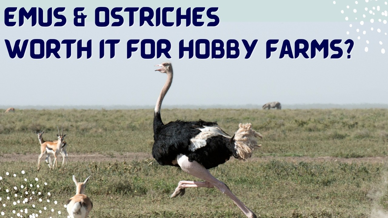Emus & Ostriches - Worth it on a Small Farm?