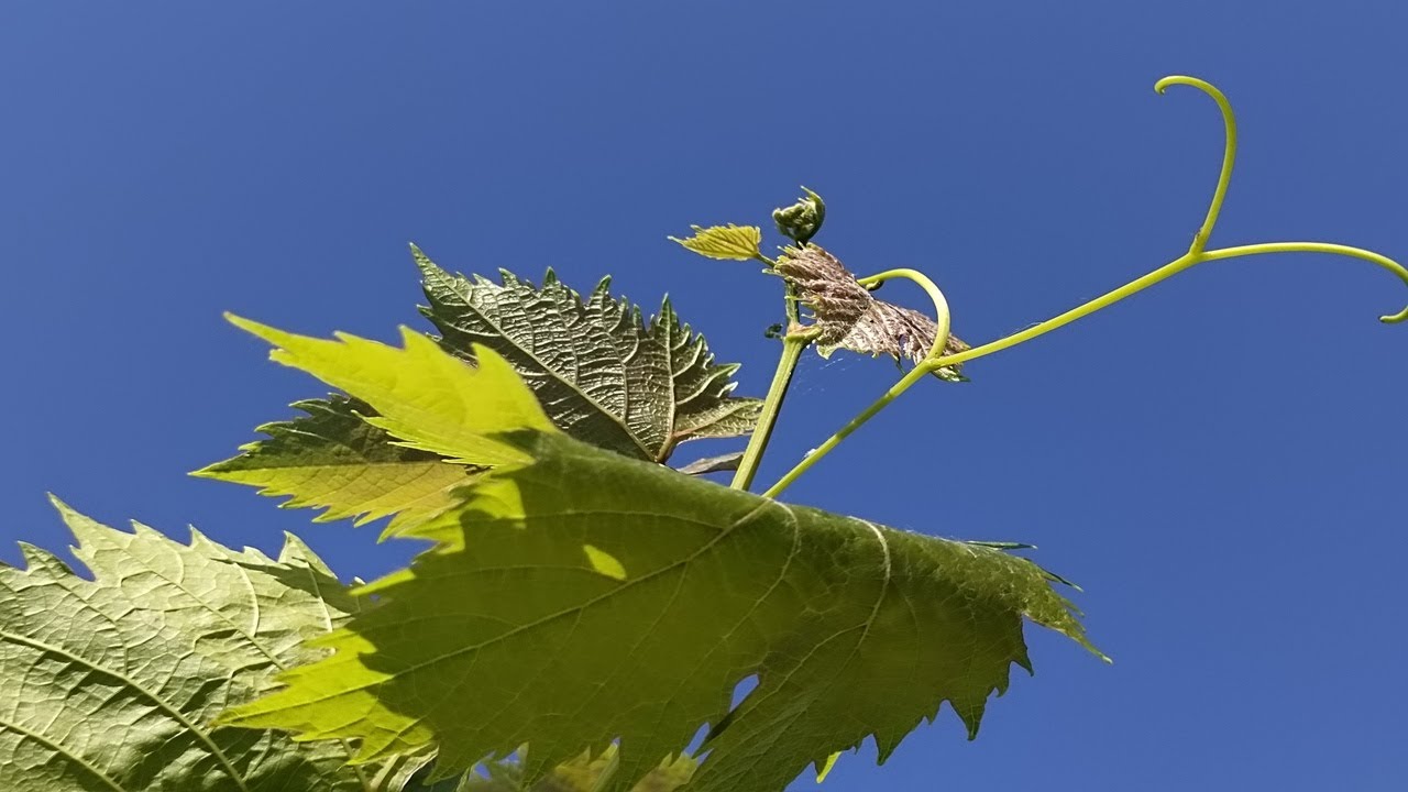 Удалять или нет пасынки? Правила пасынкования винограда осенью Rules for pinching grapes in the fall