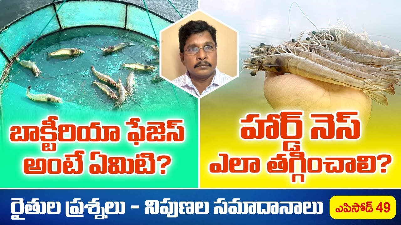 What Are Bacteriophages? How to Reduce Water Hardness in Shrimp Ponds?