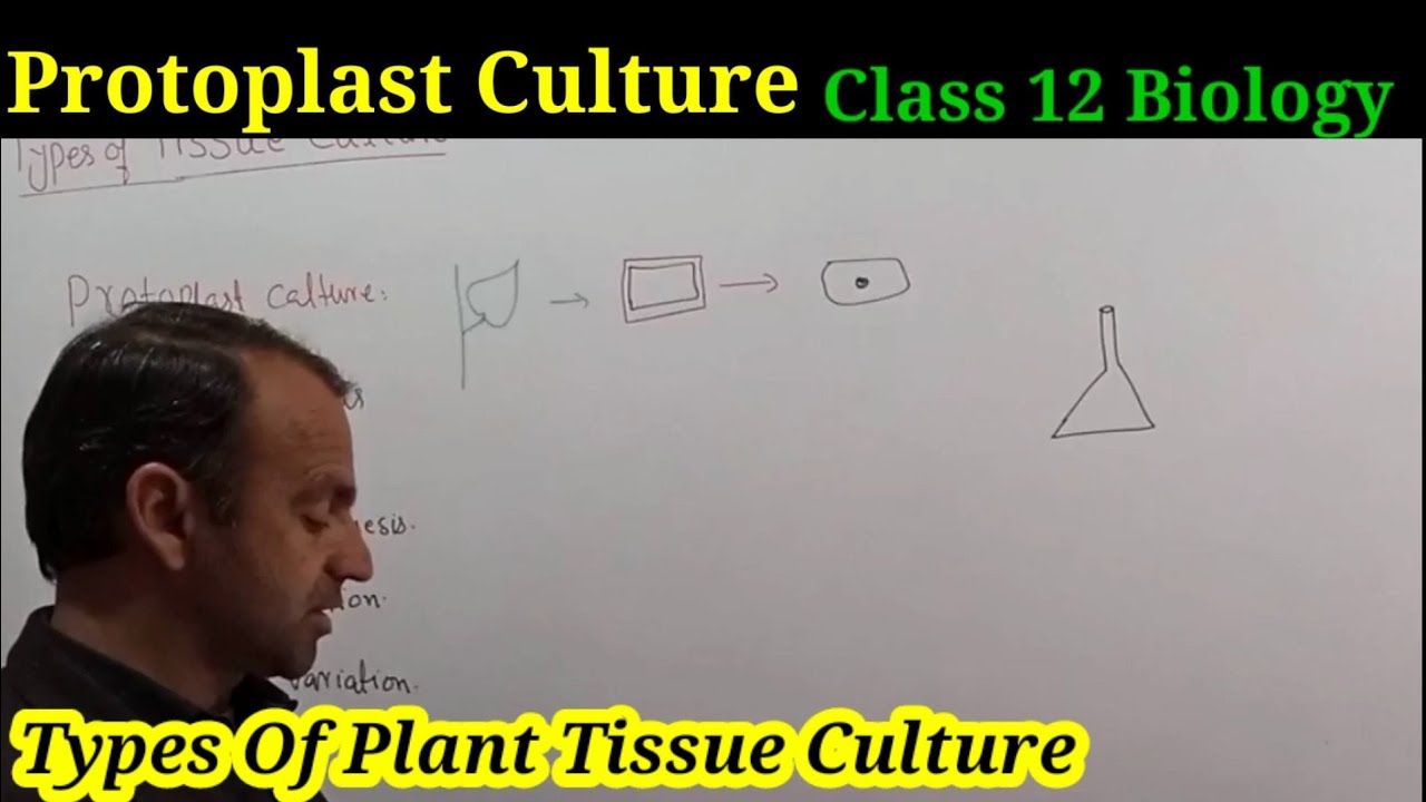 Protoplasts Culture | Types Of Plant Tissue Culture | Biotechnology.