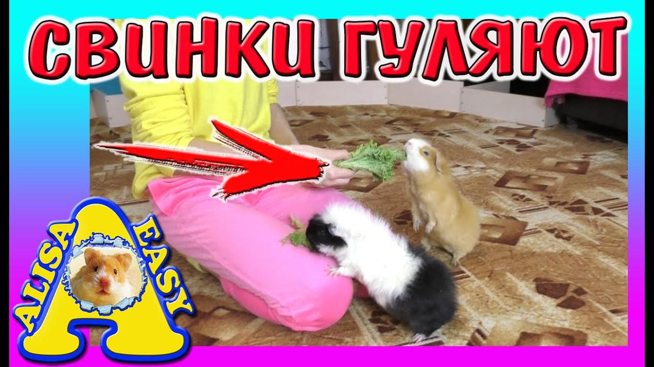 Морские СВИНКИ ГУЛЯЮТ по комнате / хомки завидуют / Guinea pigs are walking / Alisa Easy Pets