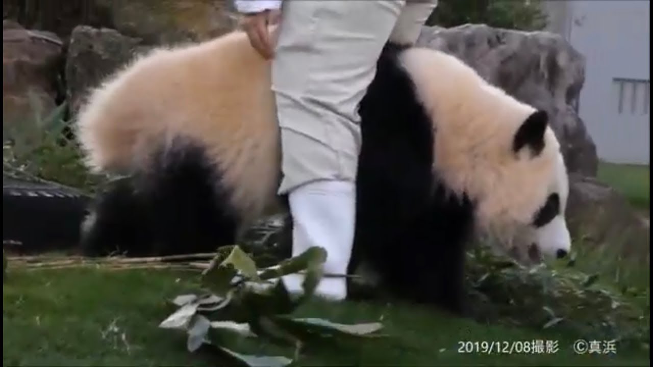 大好きな飼育員さんに遊んでほしい彩浜ちゃん🐼🌈