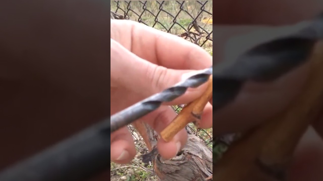 Grafting a vine with a drill
