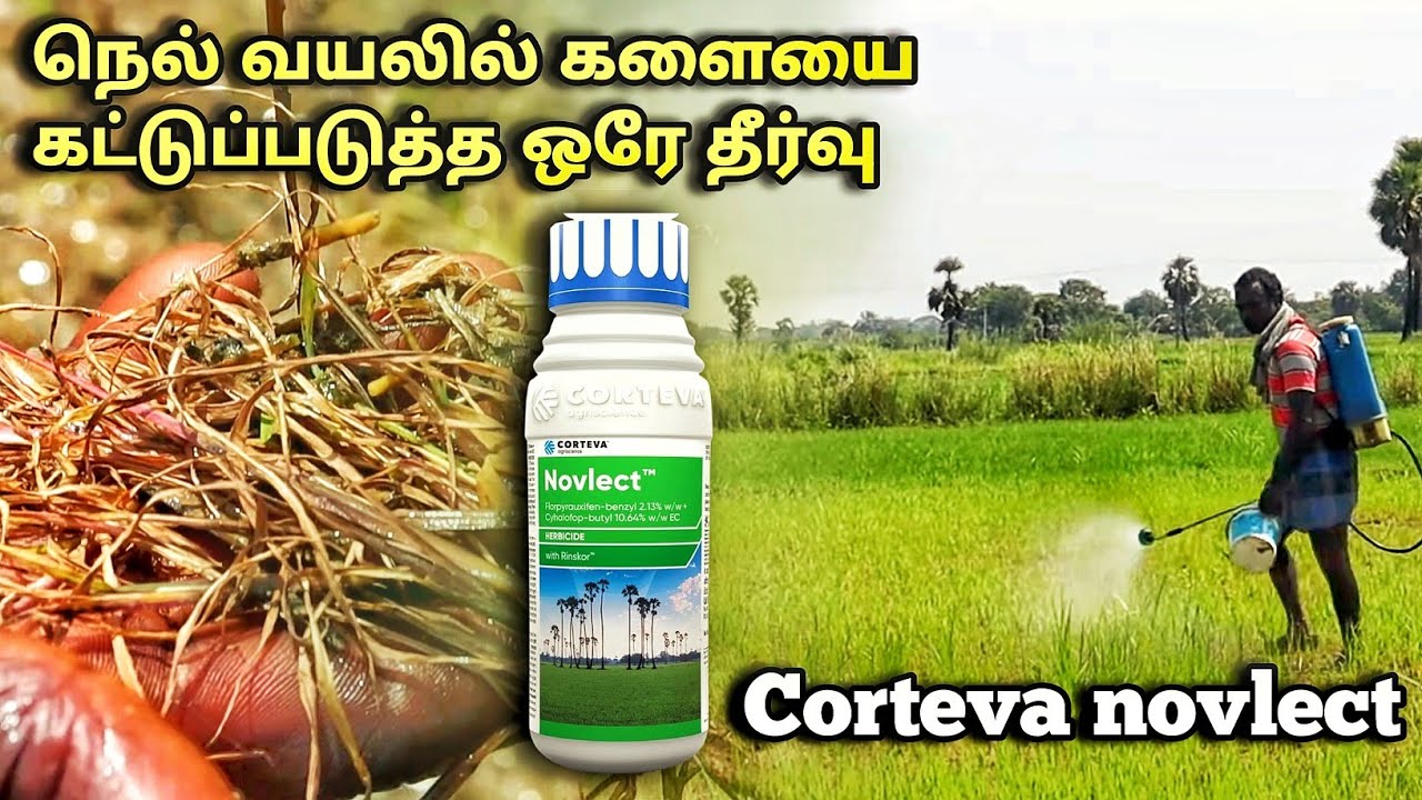 நெல் வயலில் களையை கட்டுபடுத்த ஒரே தீர்வு | corteva novlect | best herbicide paddy cultivation