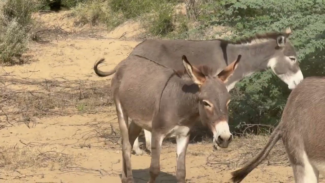 Gadha in video 