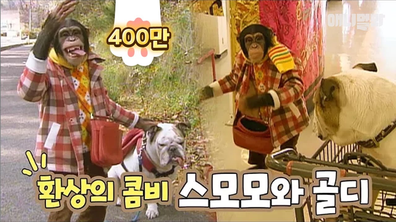 Забавный шимпанзе и бульдог