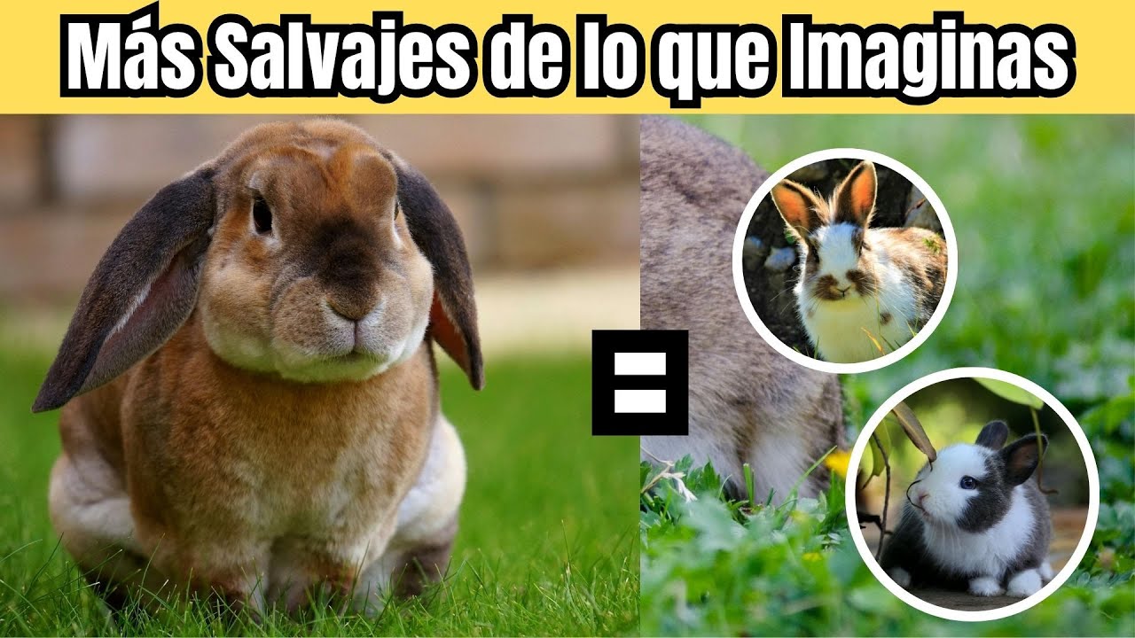 Conejos -Mini Documental