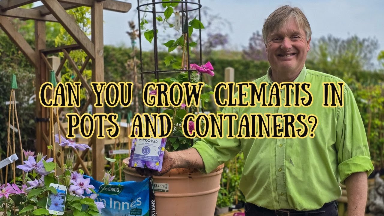 Can clematis flowers thrive in pots and containers?