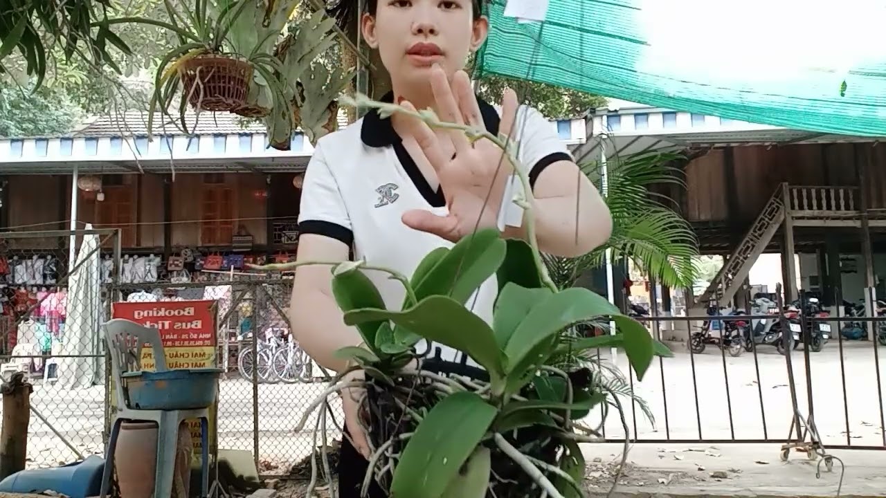 15/4 C&Ocirc; GI&Aacute;O V&Ugrave;NG CAO B&Aacute;N LAN RỪNG GI&Aacute; RẺ 0364773794 @phonglanrunghoabinh7367 