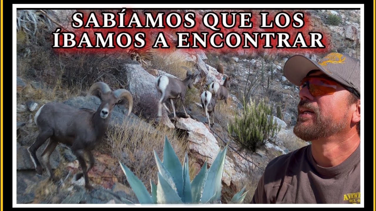 AVENTURA 491 LO QUE UNO SE ENCUENTRA EN LAS ALTURAS DONDE SOLO EL BORREGO SUBE