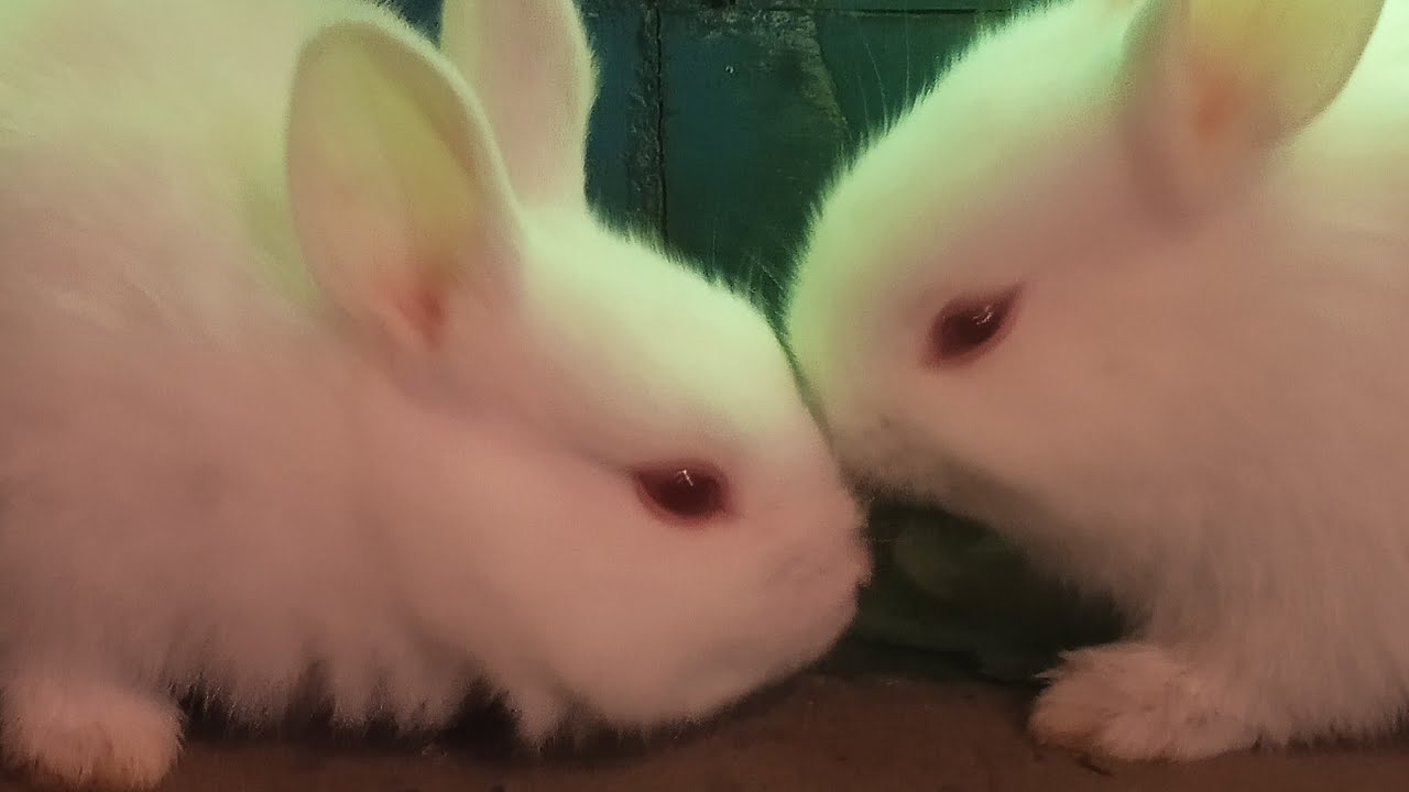 शुभ प्रभात मित्रों 🌅कैसे हो आप सभी😊Lovely bunny care me aapka swagat h