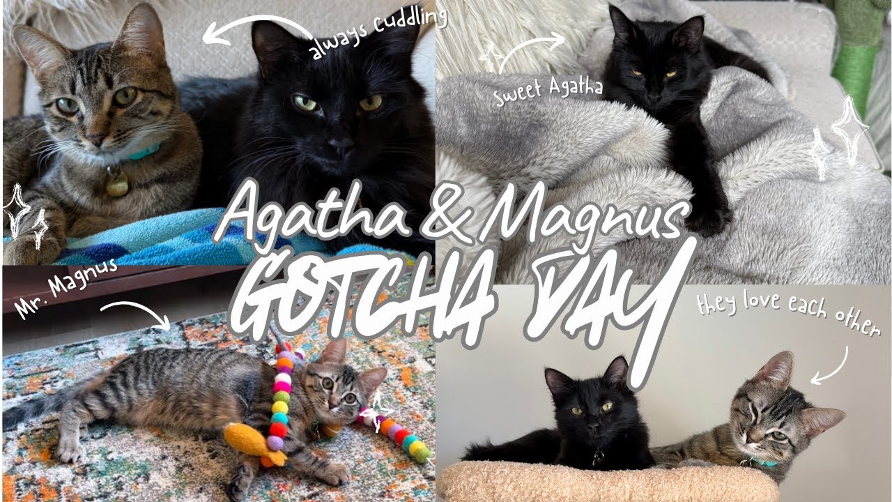 From Kittens to Cats: Agatha and Magnus’s One Year Anniversary 