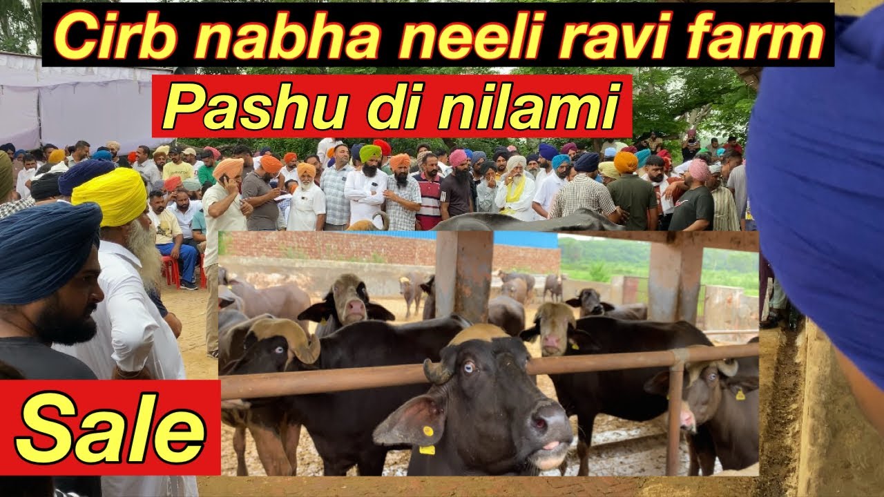 cirb nabha nilami 2025| ma te mera yaar gye cirb nabha nilaami te#cirb#neeliravibuaffalo#nilami