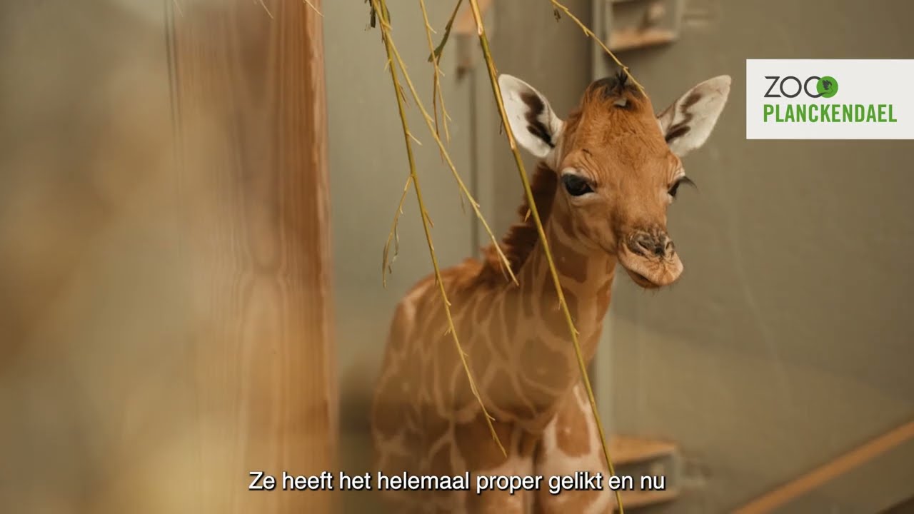 Groot kleintje op de wereld gezet: babygiraf geboren in ZOO Planckendael