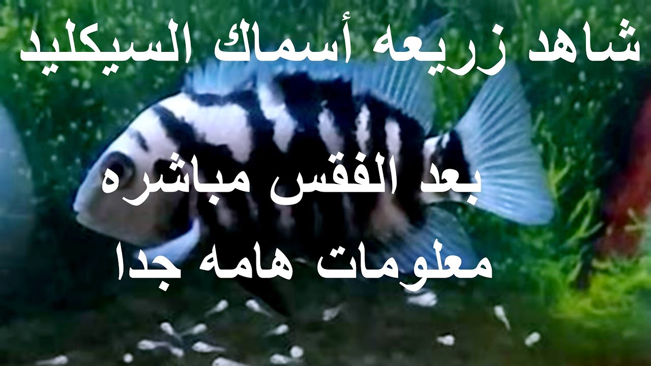 شاهد زريعه اسماك السيكليد بعد الفقس مباشره (كونفكت زيبرا)