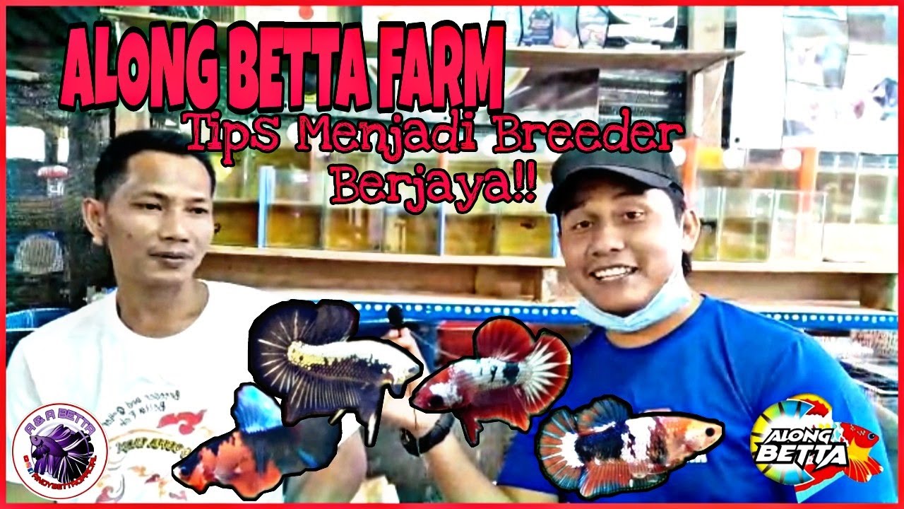 TERJAH FARM ALONG BETTA 2021//Dunia Ikan Laga Makin Maju Di MALAYSIA!!💪💪
