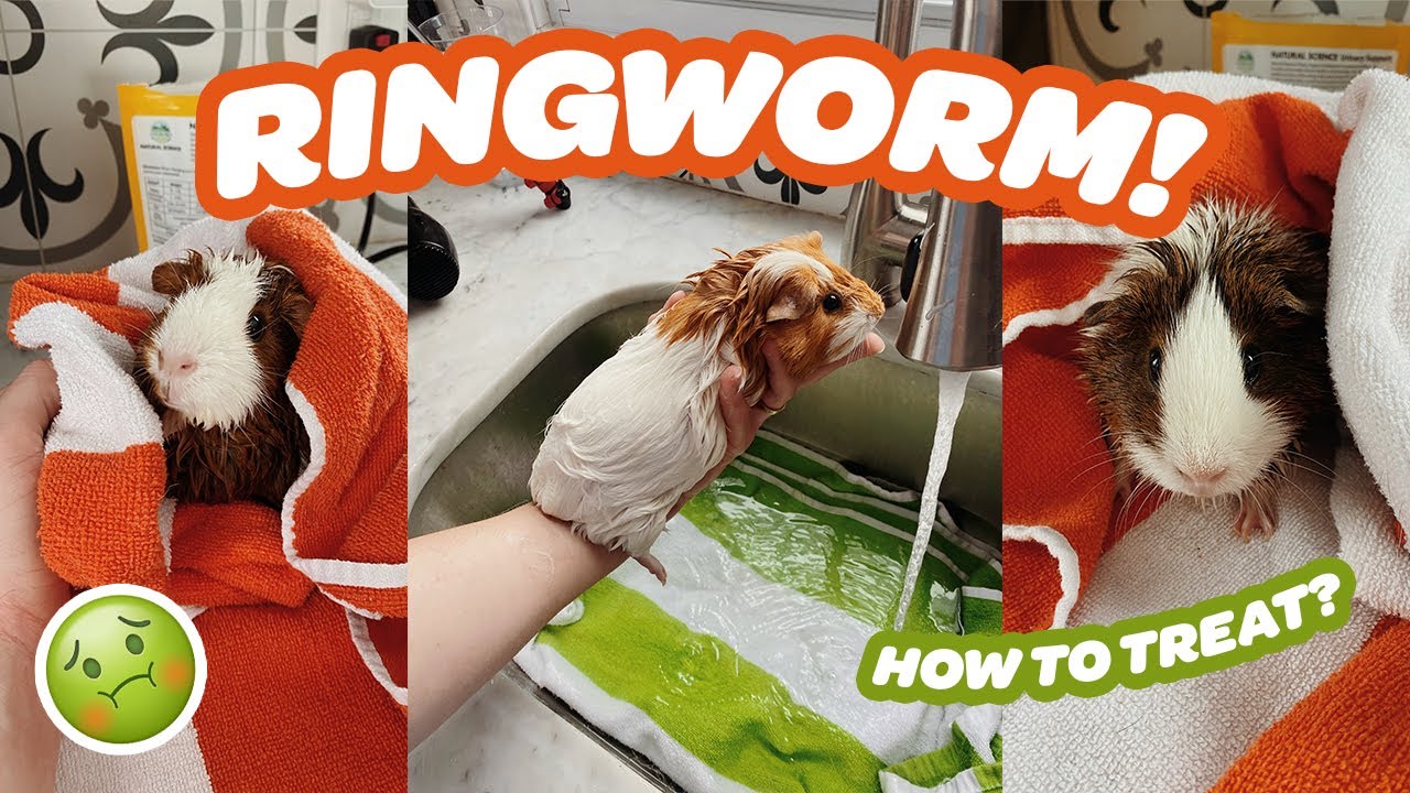 MY HERD HAS RINGWORM!? 😅 | HOW TO TREAT RINGWORM FOR GUINEA PIGS