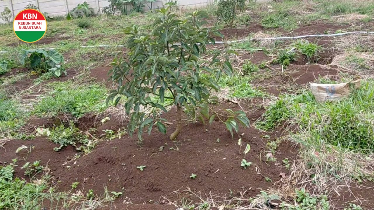KEBUN ALPUKAT MIKI | PROGRES USIA 1 TAHUN DAN 3 BULAN SETELAH TANAM DARI BIBIT ALPUKAT PENDEMAN KBN