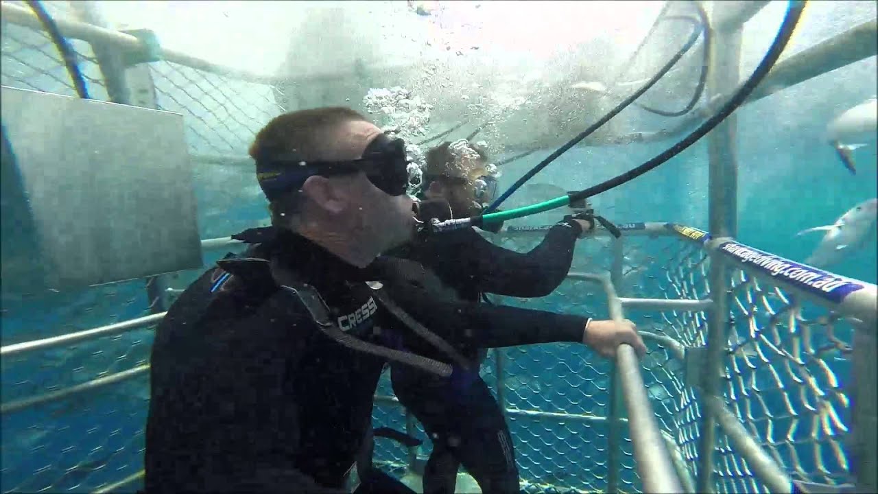 Port Lincoln Great White Shark Cage Dive Calypso