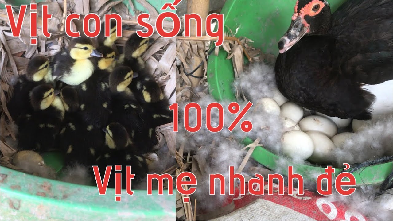 Cách nuôi vịt xiêm con sống 100% và vịt mẹ nhanh đẻ mùa nắng