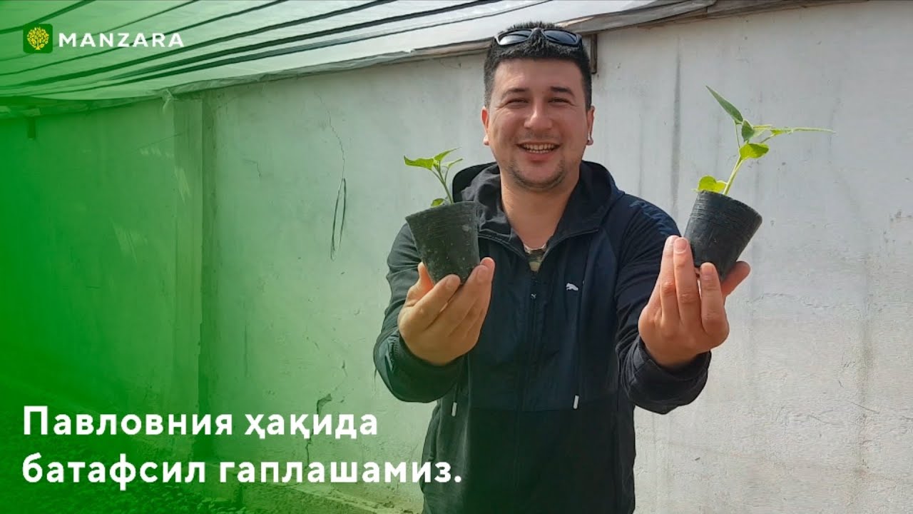 Павловния сезони бошланди