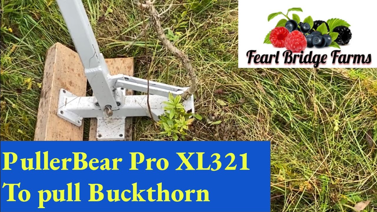 Pullerbear Pro XL321 поможет избавиться от крушины