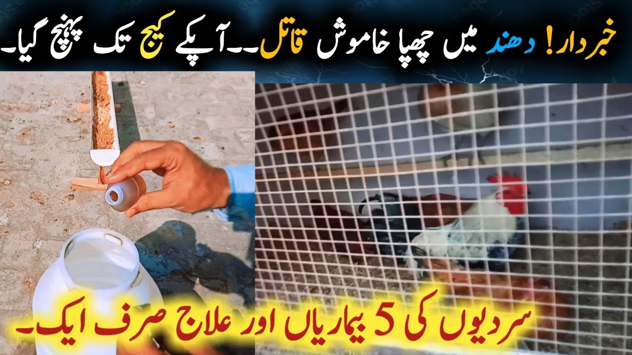 Hens care in extreme foggy weather || silent killer attack in hen's cage || Hens care tips in winter